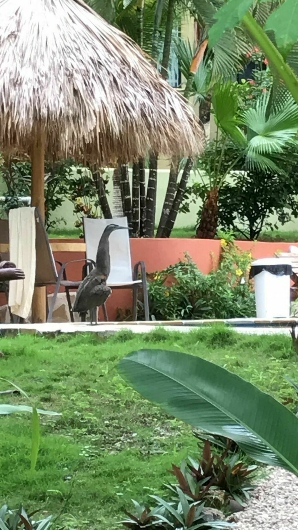 Fuego Lodge Playa Santa Teresa (Puntarenas) Exterior foto